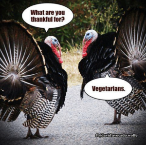 turkeys thankful for vegetarians this thanksgiving